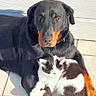 dog, cat, cuddling, black_and_tan_dog, black_and_white_cat, tiled_floor, sunlight, pets, animal_companions, resting, outdoor, white_wall, wooden_wall, fur, cute, domestic_animals, companionship, relaxation, shadow, close_up
