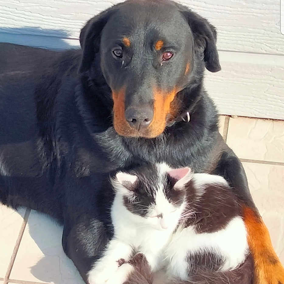 Orko participe au concours pour gagner de l'argent avec cette photo : dog, cat, cuddling, black_and_tan_dog, black_and_white_cat, tiled_floor, sunlight, pets, animal_companions, resting, outdoor, white_wall, wooden_wall, fur, cute, domestic_animals, companionship, relaxation, shadow, close_up