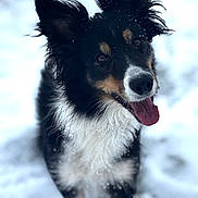 Oona participe au concours pour gagner de l'argent avec cette photo : animal, black_and_white, canine, close_up, cute, dog, ears, friendly, fur, happy, head_tilt, nature, outdoor, pet, playful, portrait, snow, snowflakes, tongue_out, winter