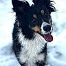 animal, black_and_white, canine, close_up, cute, dog, ears, friendly, fur, happy, head_tilt, nature, outdoor, pet, playful, portrait, snow, snowflakes, tongue_out, winter