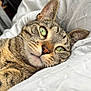 animal, bed, blanket, cat, close_up, cozy, cute, domestic, feline, fur, green_eyes, indoor, mammal, pet, relaxed, resting, sleepy, soft, tabby, whiskers