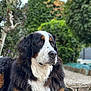 dog, bernese_mountain_dog, animal, pet, outdoor, nature, greenery, fur, portrait, canine, relaxed, laying_down, closeup, eyes, muzzle, ears, snout, garden, background_blur, daylight
