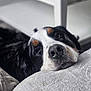 dog, bernese_mountain_dog, resting, indoor, cushion, close_up, pet, animal, cozy, furniture, soft_texture, relaxed, sleepy, black_and_white, brown_spots, nose, face, companion, cute, domestic