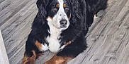 Lady participe au concours pour gagner de l'argent avec cette photo : dog, bernese_mountain_dog, indoor, wooden_floor, pet_bed, black_fur, white_fur, brown_fur, large_dog, relaxed, lying_down, canine, domestic_animal, fur, paw, muzzle, ears, animal, companion, household
