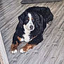 dog, bernese_mountain_dog, indoor, wooden_floor, pet_bed, black_fur, white_fur, brown_fur, large_dog, relaxed, lying_down, canine, domestic_animal, fur, paw, muzzle, ears, animal, companion, household