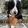 bernese_mountain_dog, dog, animal, pet, outdoor, resting, paws, fur, black_fur, white_fur, brown_fur, garden, rocks, tree, wooden_border, nature, close_up, portrait, cute, calm