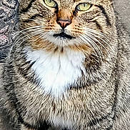 Toby joined the competition — help win amazing prizes! animal, cat, close_up, curious, ears, eyes, face, feline, fur, green_eyes, mammal, outdoor, paws, pet, portrait, sitting, striped, tabby, whiskers, white_chest
