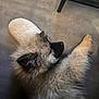 Locki a rejoint le concours — aidez-le/la à gagner de superbes lots ! dog, fluffy, sleeping, slipper, floor, indoor, pet, cozy, fur, resting, paw, quiet, relaxed, animal, cute, companion, home, domestic, calm, adorable
