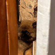 Locki a rejoint le concours — aidez-le/la à gagner de superbes lots ! dog, puppy, fluffy, peeking, door, curtain, wall, indoors, brown, white, cozy, shy, pet, furry, animal, closeup, face, paw, resting, hidden