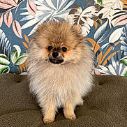 Bandit participe au concours pour gagner de l'argent avec cette photo : dog, pomeranian, fluffy, pet, animal, brown, fur, cute, small_dog, portrait, indoor, wallpaper, pattern, leaf, plant, colorful, texture, sitting, adorable, companion