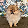 dog, pomeranian, fluffy, pet, animal, brown, fur, cute, small_dog, portrait, indoor, wallpaper, pattern, leaf, plant, colorful, texture, sitting, adorable, companion