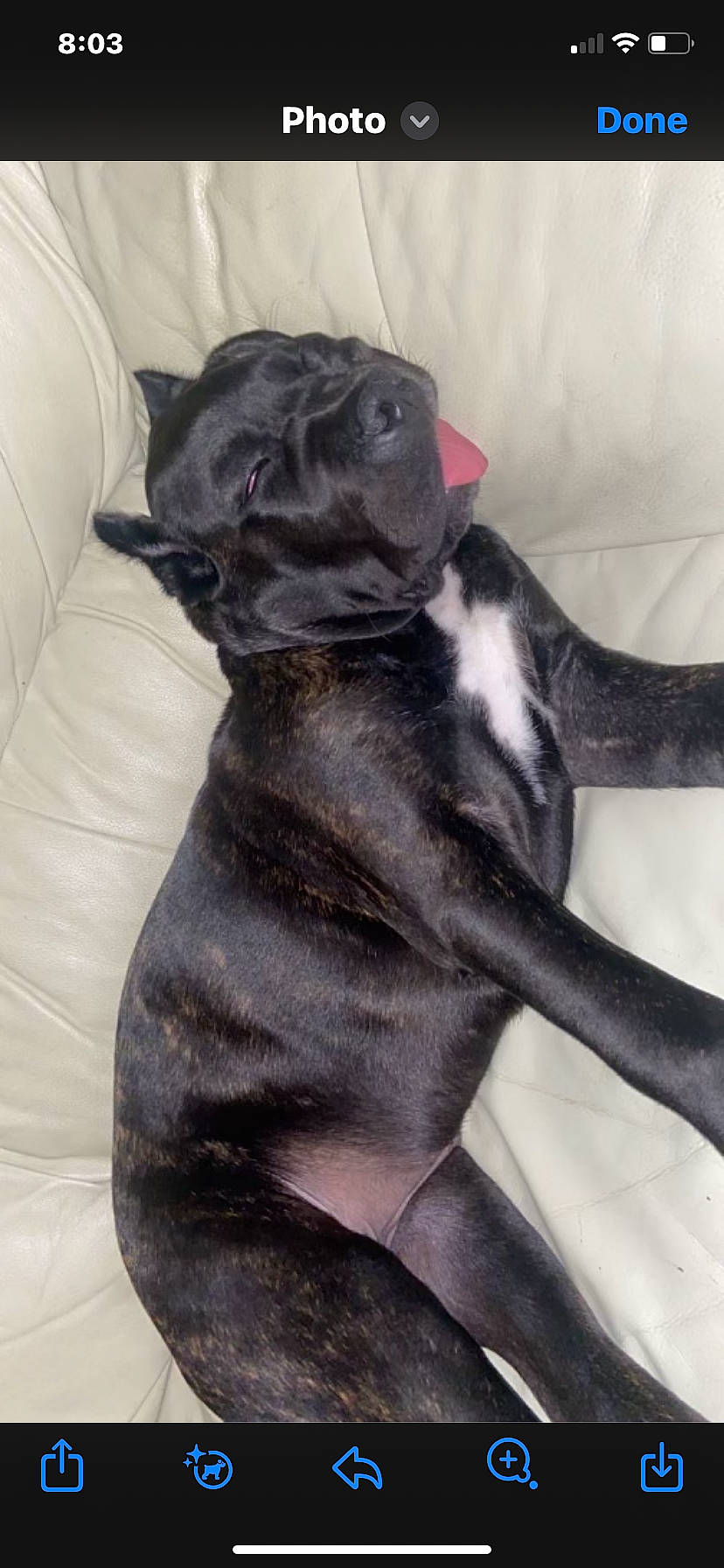 Kronos is registered to the contest to win money with this photo: canidae, carnivore, claw, comfort, companion_dog, dog, dog_breed, fawn, foot, fur, human_leg, liver, non_sporting_group, snout, sporting_group, tail, terrestrial_animal, whiskers, working_animal