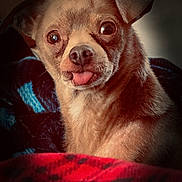 Duck joined the competition — help win amazing prizes! dog, small_dog, tongue_out, cute, pet, animal, close_up, brown_fur, blanket, cozy, indoor, portrait, looking_at_camera, ears, face, expression, soft_light, warm_tones, fur, companion
