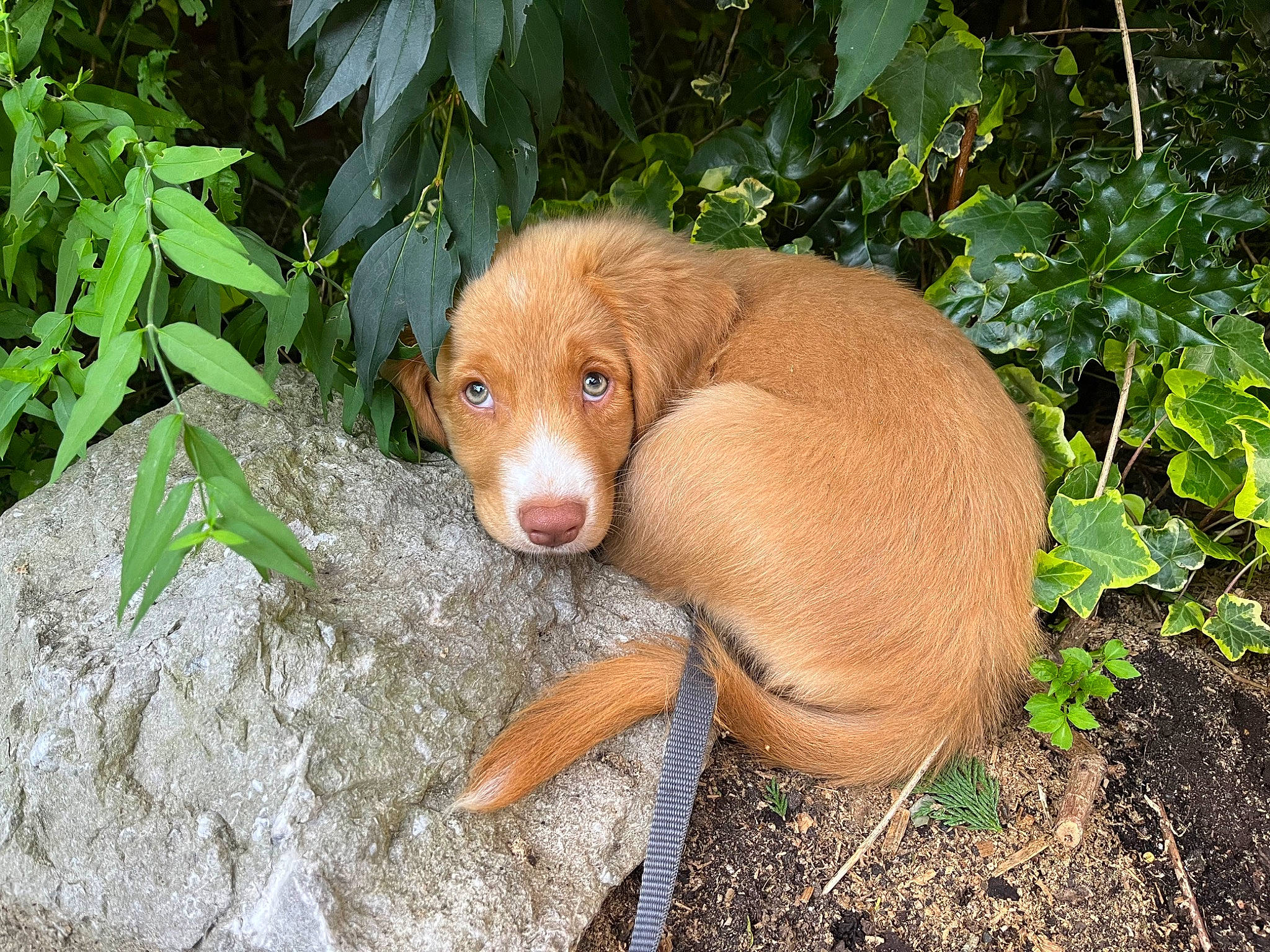 Merry is registered to the contest to win money with this photo: canidae, carnivore, companion_dog, dog, dog_breed, fawn, fur, grass, hunting_dog, liver, plant, soil, sporting_group, terrestrial_animal, terrestrial_plant, whiskers, wood, working_animal