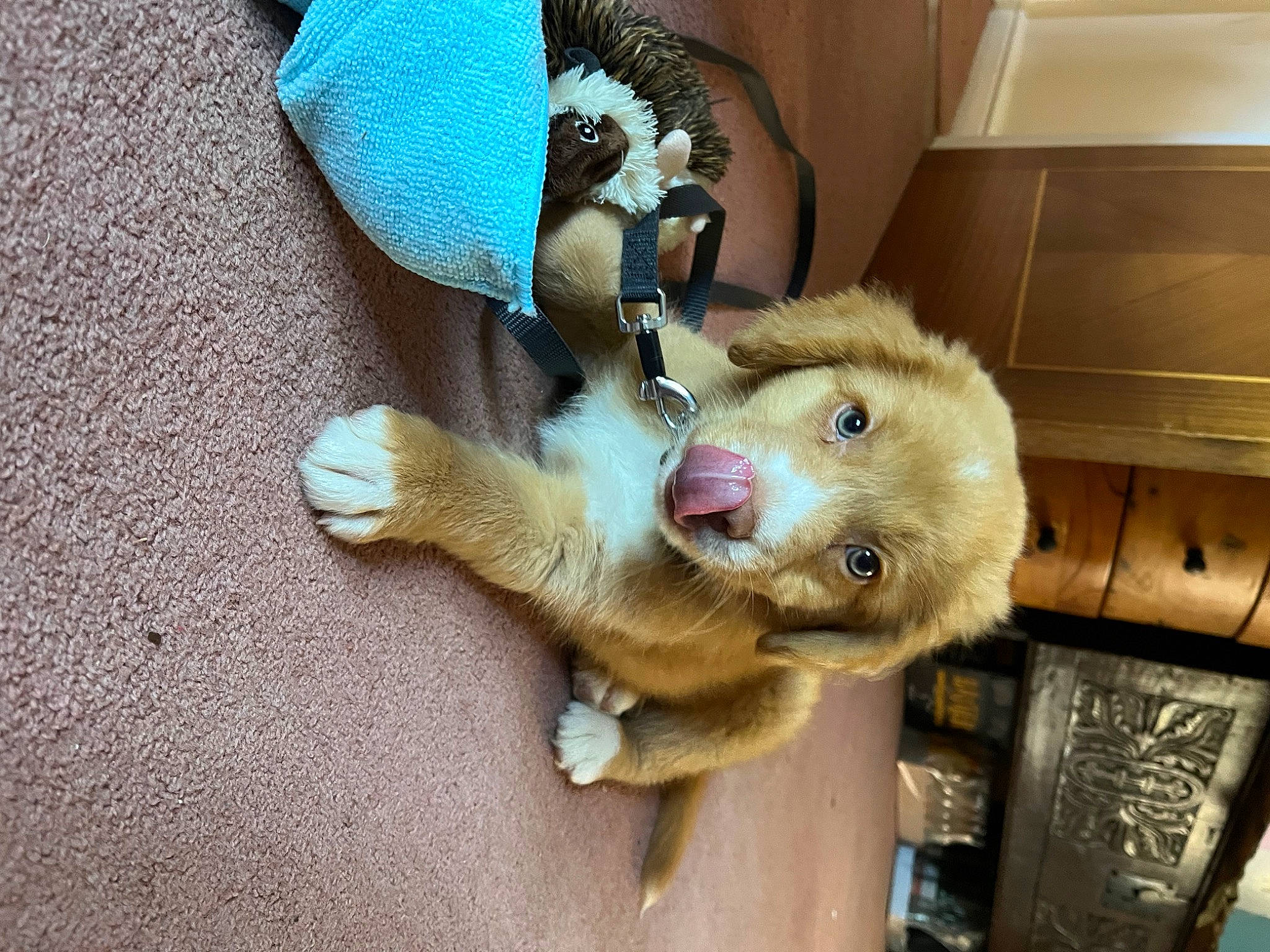 Merry joined the competition — help win amazing prizes! box, canidae, carnivore, claw, comfort, companion_dog, dog, dog_breed, fawn, felidae, fur, paw, puppy, small_to_medium_sized_cats, snout, sporting_group, stuffed_toy, tail, toy, whiskers