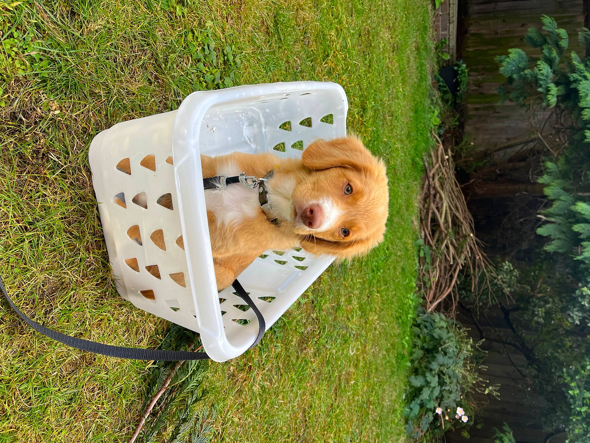 Merry joined the competition — help win amazing prizes! canidae, carnivore, chair, companion_dog, dog_breed, fawn, fur, grass, outdoor_furniture, plant, rectangle, snout, sporting_group, stuffed_toy, table, toy, tree, trunk, wildlife, wood