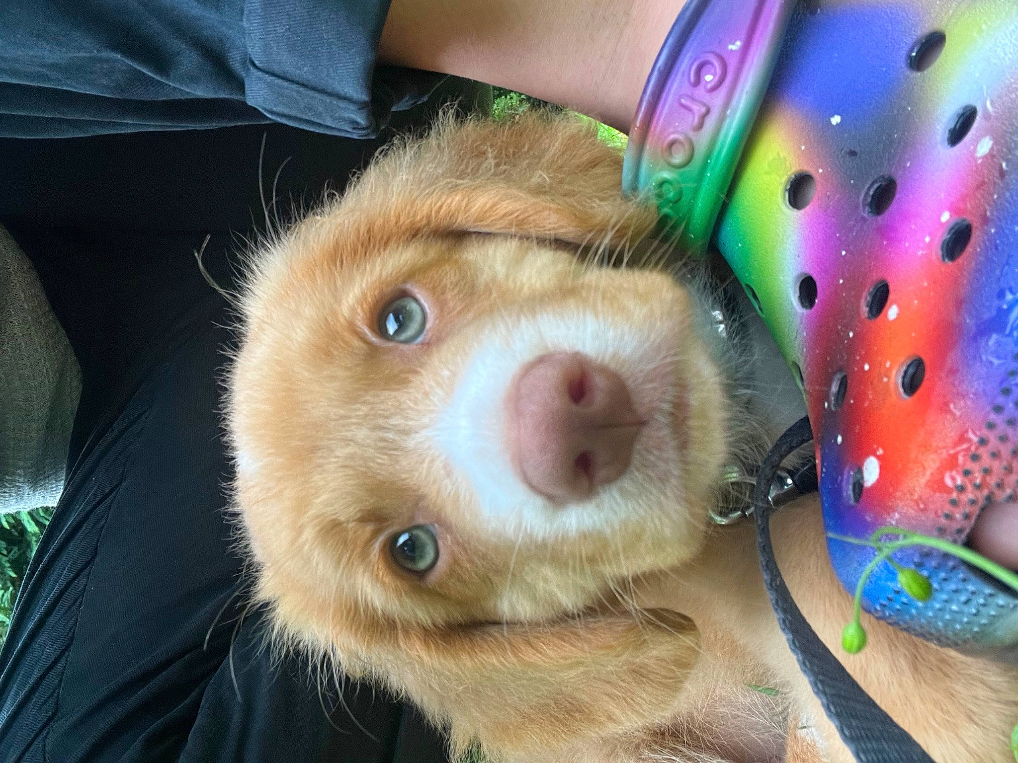 Merry is registered to the contest to win money with this photo: canidae, carnivore, companion_dog, dog, dog_breed, ear, eyelash, fawn, fur, liver, mammal, nose, paw, selfie, smile, snout, sporting_group, stuffed_toy, whiskers, working_animal