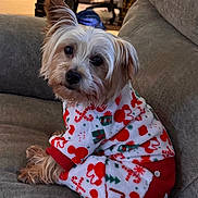 Luna is registered to the contest to win money with this photo: animal_clothing, background, canine, christmas_theme, companion_animal, couch, cozy, curious, dog, domestic_animal, fur, head_tilt, holiday_pajamas, indoor, mammal, orange_cat, pajamas, pet, relaxed, small_dog