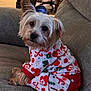 animal_clothing, background, canine, christmas_theme, companion_animal, couch, cozy, curious, dog, domestic_animal, fur, head_tilt, holiday_pajamas, indoor, mammal, orange_cat, pajamas, pet, relaxed, small_dog