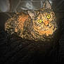 Pumpkin Pie is registered to the contest to win money with this photo: animal, blanket, cat, closeup, cozy, curious, ears, feline, fur, indoor, lying_down, mammal, pet, portrait, resting, soft_light, texture, tortoiseshell, whiskers, yellow_eyes