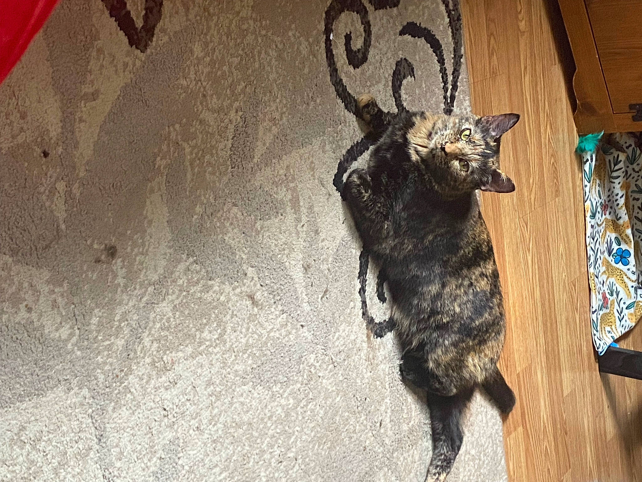 Pumpkin Pie is registered to the contest to win money with this photo: black_cat, canidae, carnivore, claw, dog_breed, domestic_short_haired_cat, fawn, felidae, floor, flooring, fur, grey, hardwood, shadow, small_to_medium_sized_cats, snout, sporting_group, tail, whiskers, wood