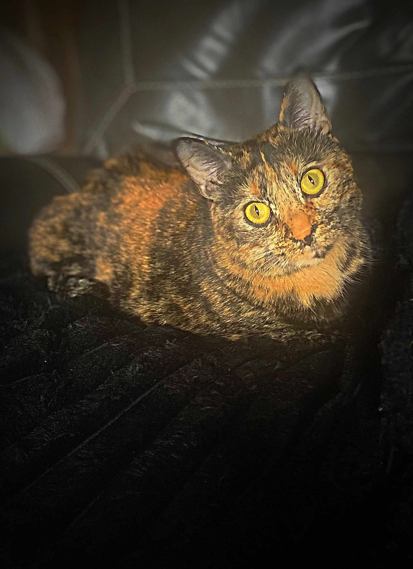 Pumpkin Pie