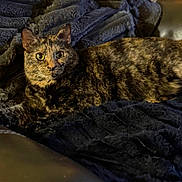 Pumpkin Pie is registered to the contest to win money with this photo: animal, blanket, cat, couch, cozy, curious, ears, eyes, feline, fur, home, indoor, leather, pet, plush, relaxing, resting, soft_lighting, tortoiseshell, whiskers