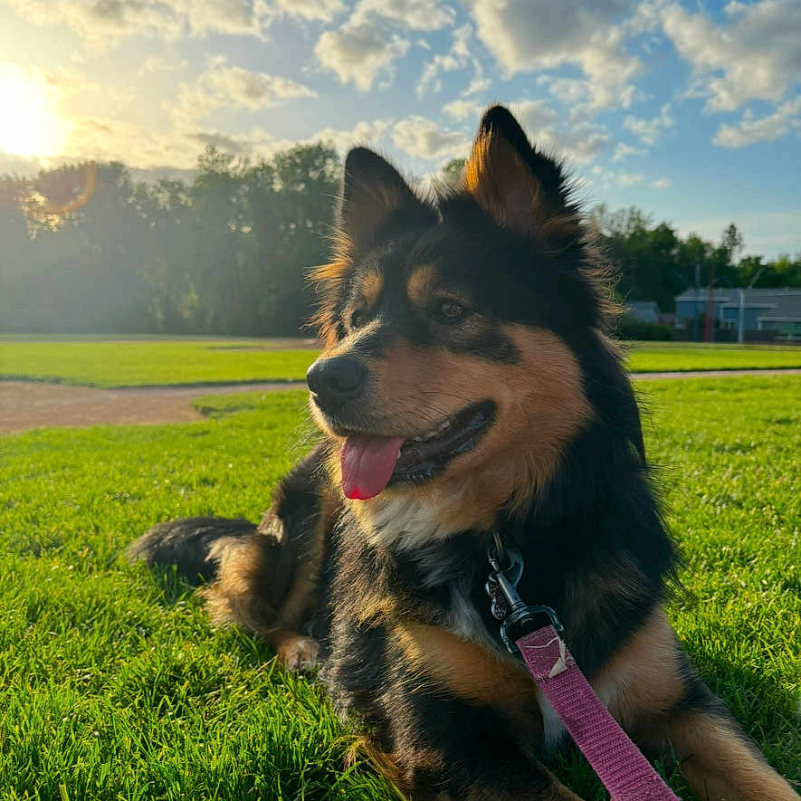 Georgia is registered to the contest to win money with this photo: accessories, animal, canine, dog, field, germanshepherd, grass, grassland, husky, lawn, leash, nature, outdoors, pet, plant, policedog, puppy, sky, strap, sunlight