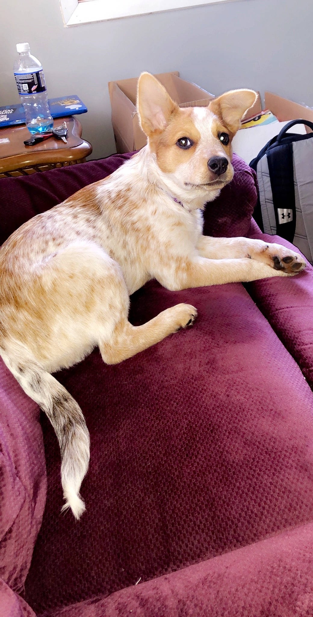 Lila joined the competition — help win amazing prizes! canidae, carnivore, companion_dog, corgi_chihuahua, dog, dog_breed, fawn, mammal, pembroke_welsh_corgi, puppy, rare_breed_dog, vertebrate