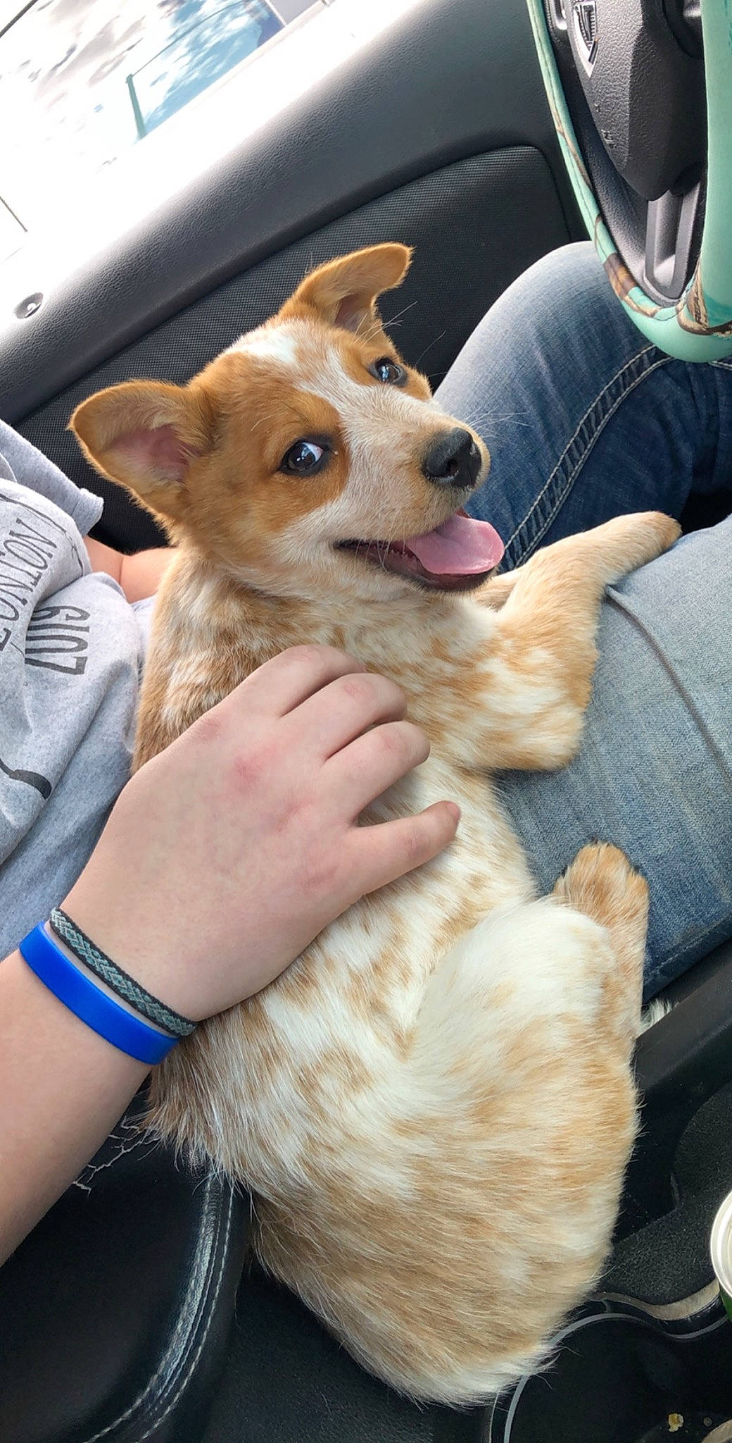 Lila is registered to the contest to win money with this photo: canidae, car_seat, carnivore, companion_dog, corgi_chihuahua, dog, dog_breed, fawn, mammal, non_sporting_group, pembroke_welsh_corgi, puppy, rare_breed_dog, snout, vertebrate, welsh_corgi