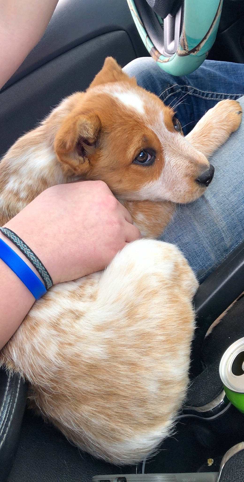 Lila joined the competition — help win amazing prizes! canidae, carnivore, companion_dog, dog, dog_breed, ear, fawn, puppy, puppy_love, rare_breed_dog, snout, sporting_group