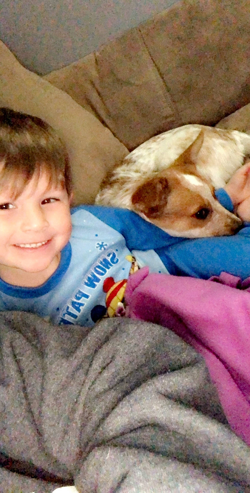 Lila joined the competition — help win amazing prizes! canidae, carnivore, chihuahua, child, companion_dog, corgi_chihuahua, dog, dog_breed, ear, fawn, mammal, puppy, puppy_love, sporting_group, toddler