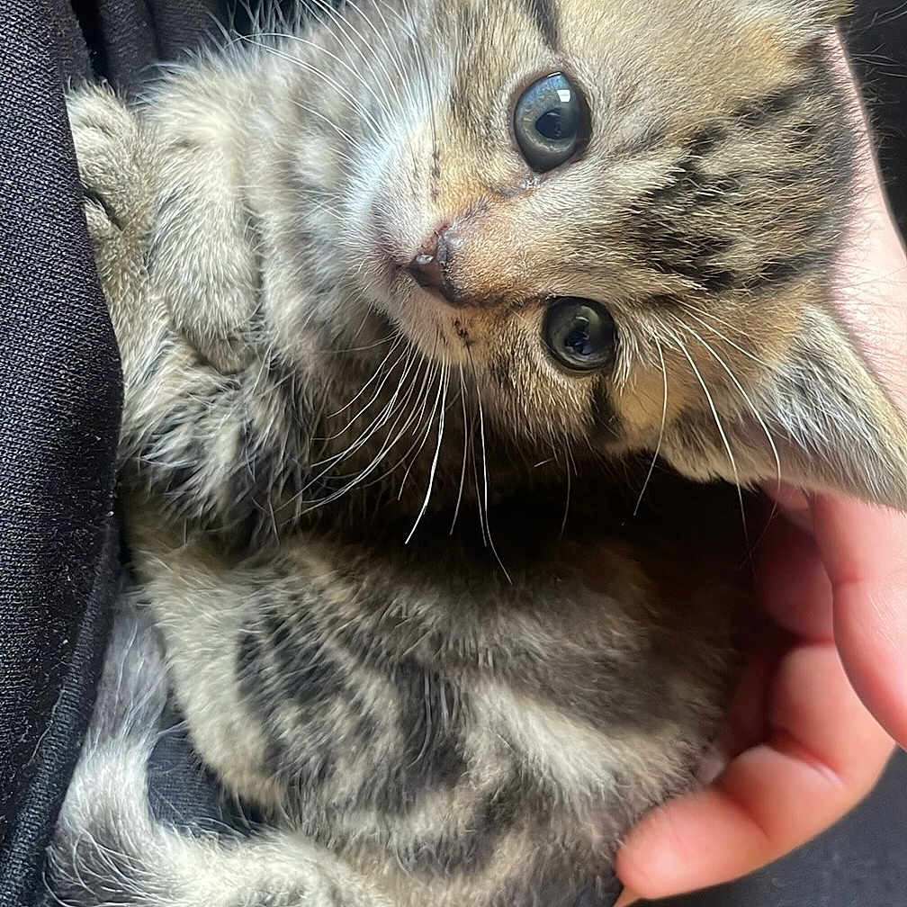 Boop is registered to the contest to win money with this photo: abyssinian, animal, cat, face, head, kitten, manx, person, pet, photography, portrait