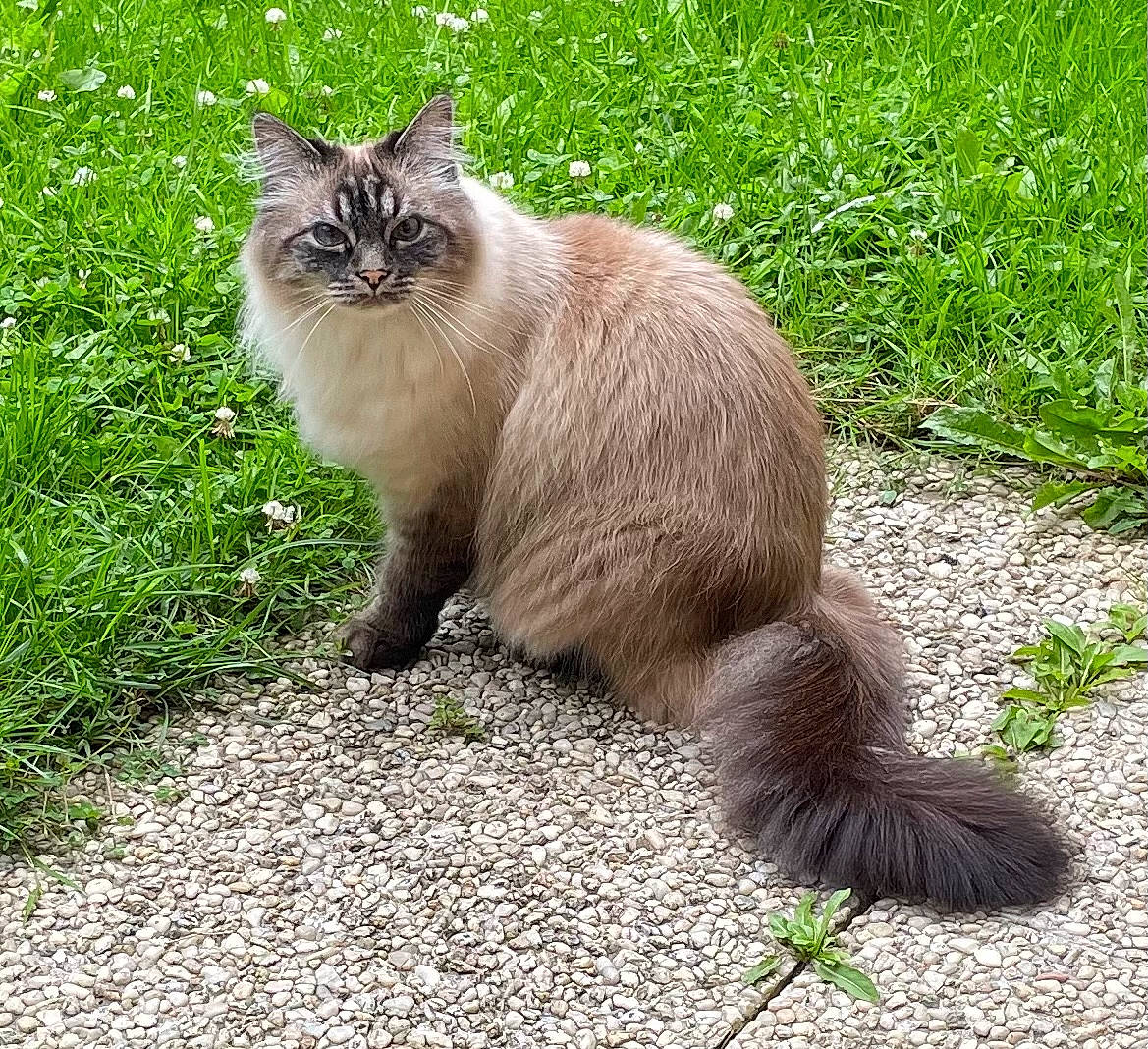 Gustave participe au concours pour gagner de l'argent avec cette photo : carnivore, cat, claw, eye, fawn, felidae, fur, grass, groundcover, plant, sitting, small_to_medium_sized_cats, snout, tail, terrestrial_animal, whiskers, wildlife