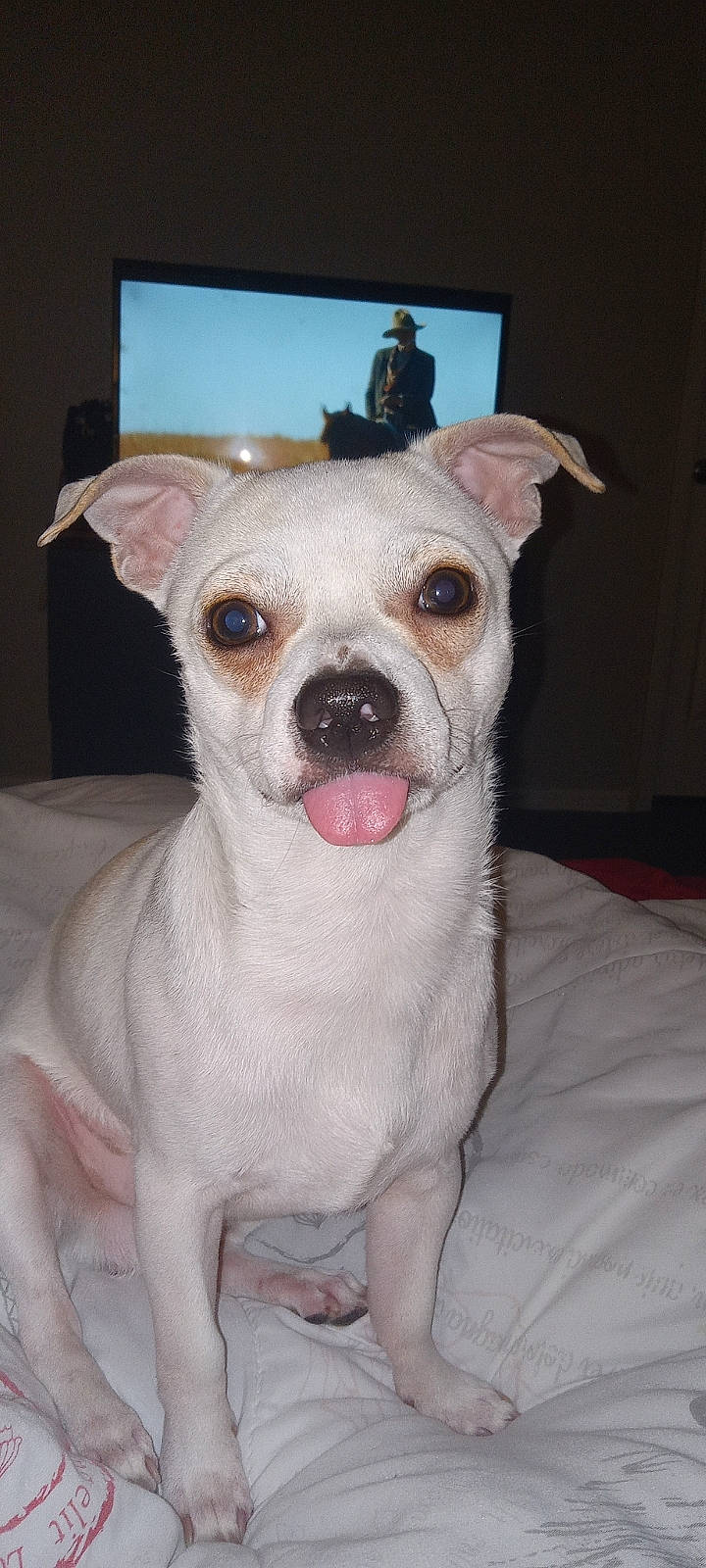 Lilo is registered to the contest to win money with this photo: canidae, carnivore, collar, comfort, companion_dog, dog, dog_breed, ear, eye, fawn, fur, non_sporting_group, puppy, snout, sporting_group, terrestrial_animal, terrier, toy_dog, whiskers, working_animal