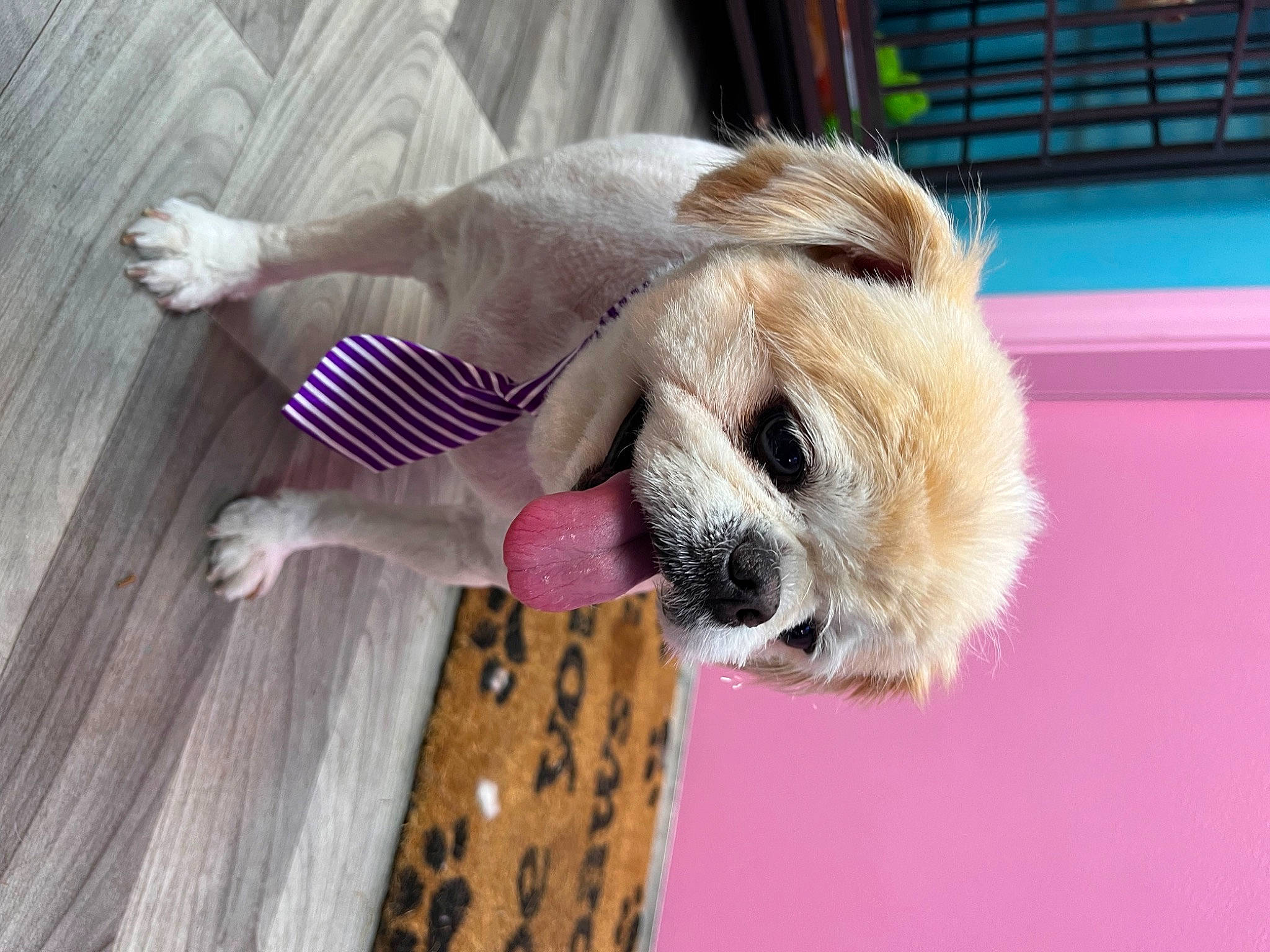 Bear joined the competition — help win amazing prizes! canidae, carnivore, collar, companion_dog, dog, dog_breed, dog_collar, dog_supply, fawn, flooring, fur, hardwood, pet_supply, snout, sporting_group, toy_dog, whiskers, wood, working_animal, wrinkle