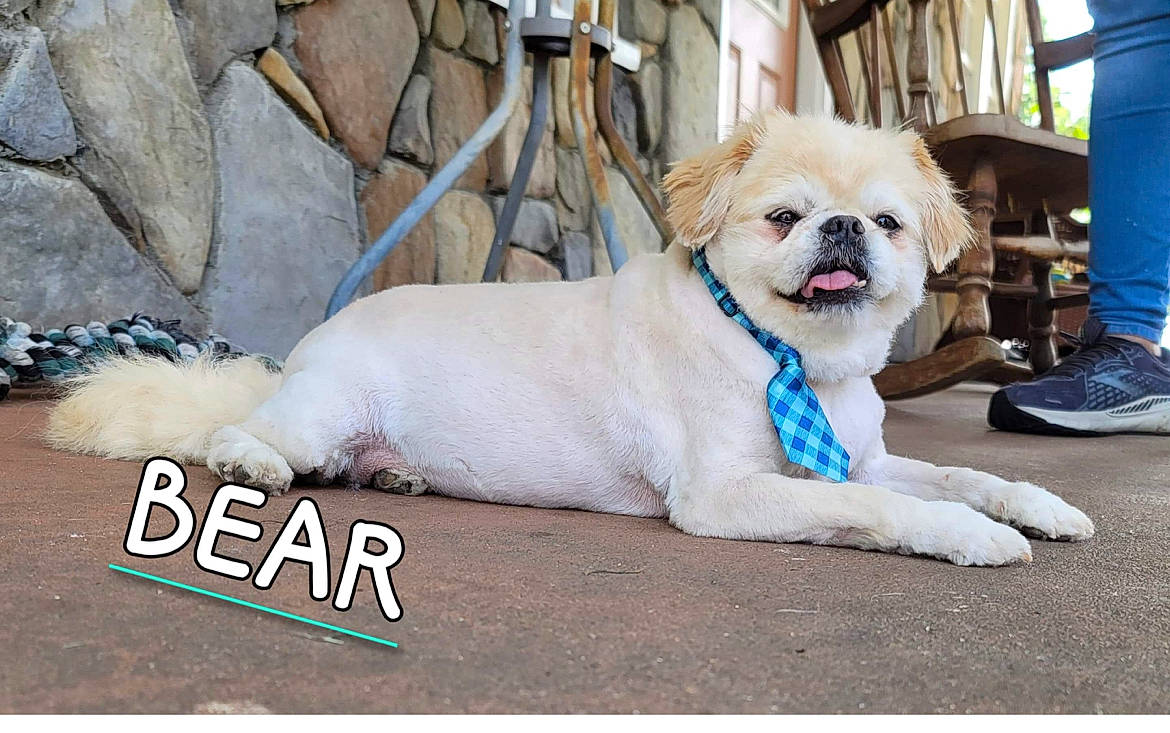 Bear joined the competition — help win amazing prizes! carnivore, collar, companion_dog, dog, dog_breed, dog_collar, dog_supply, fawn, font, fur, leash, non_sporting_group, puppy, rectangle, tail, toy_dog, working_animal