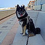 dog, sitting, leash, harness, bench, promenade, seaside, ocean, sky, clouds, pavement, people, buildings, daytime, outdoor, happy, pet, animal, black, tan