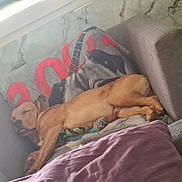 Apache a rejoint le concours — aidez-le/la à gagner de superbes lots ! blanket, couch, cushion, cute, dog, domestic_animal, home, indoor, living_room, napping, paws, pet, pillow, relaxed, sleeping, snout, sofa, toy, upholstery, window