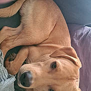 Apache a rejoint le concours — aidez-le/la à gagner de superbes lots ! animal, blanket, canine, companion, couch, cozy, cute, dog, ears, fur, home, indoor, looking_up, mammal, paw, pet, relaxed, resting, snout, tan_dog