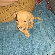 Apache a rejoint le concours — aidez-le/la à gagner de superbes lots ! puppy, dog, blue_towel, couch, brown_cushion, indoor, pet, small, cute, fur, animal, young, resting, cozy, home, domestic, curious, seated, claws, soft