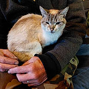Cannelle participe au concours pour gagner de l'argent avec cette photo : cat, person, hands, lap, sitting, indoor, camouflage_pants, striped_sweater, feline, pet, resting, cozy, domestic_animal, fur, animal, comfort, relaxation, casual_clothing, warm, human
