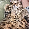 cat, tabby, kitten, sleeping, sleepy, relaxed, cuddling, pet, animal, furry, striped, paws, whiskers, closed_eyes, portrait, indoors, blanket, cozy, close_up, cute