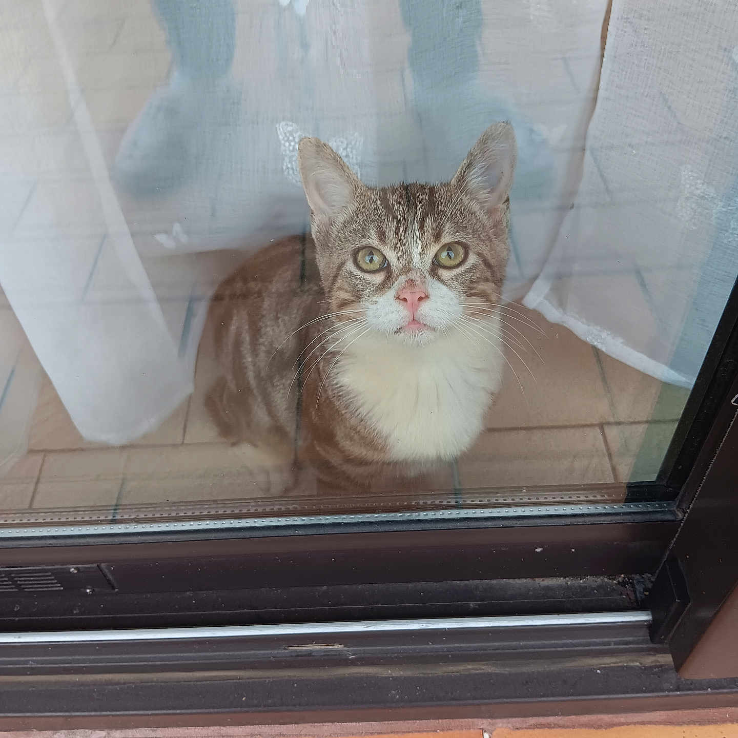 Gribouille a rejoint le concours — aidez-le/la à gagner de superbes lots ! animal, brown_fur, butterfly_pattern, cat, curious, curtains, ears, eyes, floor_tiles, glass_door, indoor, looking_up, nose, pet, reflection, sitting, tabby_cat, whiskers, white_fur, window