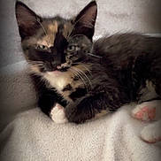 Jinx is registered to the contest to win money with this photo: kitten, cat, tortoiseshell, feline, pet, animal, paw, pink_paw_pads, fur, whiskers, ears, blanket, soft, resting, indoors, cute, young, small, relaxed, lying_down