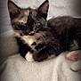 kitten, cat, tortoiseshell, feline, pet, animal, paw, pink_paw_pads, fur, whiskers, ears, blanket, soft, resting, indoors, cute, young, small, relaxed, lying_down
