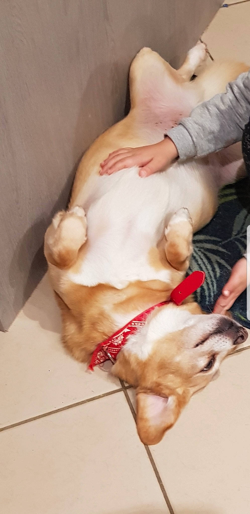 Caramel a rejoint le concours — aidez-le/la à gagner de superbes lots ! abdomen, carnivore, chest, collar, companion_dog, dog, dog_breed, elbow, fawn, gesture, hand, knee, nail, snout, sporting_group, tail, thumb, trunk, working_animal, wrist