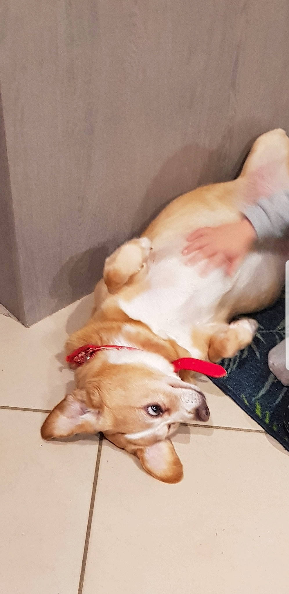 Caramel participe au concours pour gagner de l'argent avec cette photo : canidae, carnivore, comfort, companion_dog, dog, dog_breed, ear, fawn, liver, non_sporting_group, paw, pet_supply, snout, sporting_group, tail, working_animal