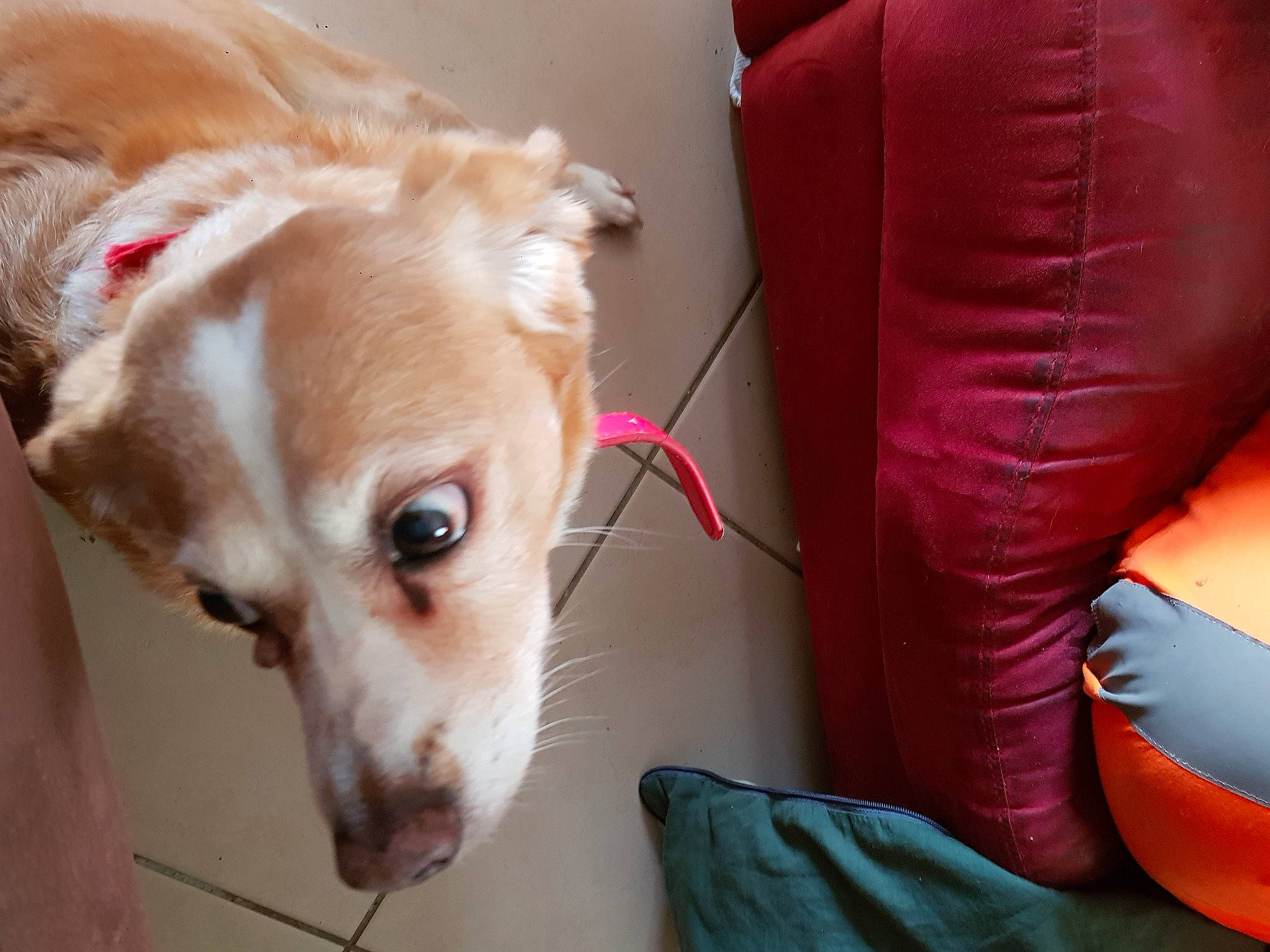 Caramel participe au concours pour gagner de l'argent avec cette photo : canidae, carmine, carnivore, collar, comfort, companion_dog, dog, dog_breed, dog_supply, ear, fawn, foot, fur, human_leg, retriever, snout, sporting_group, thigh, whiskers, working_animal