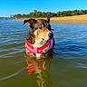 dog, pet, lake, water, swimming, life_jacket, pink, outdoors, shoreline, trees, blue_sky, reflection, sunny, nature, adventure, standing, animal, canine, landscape, portrait